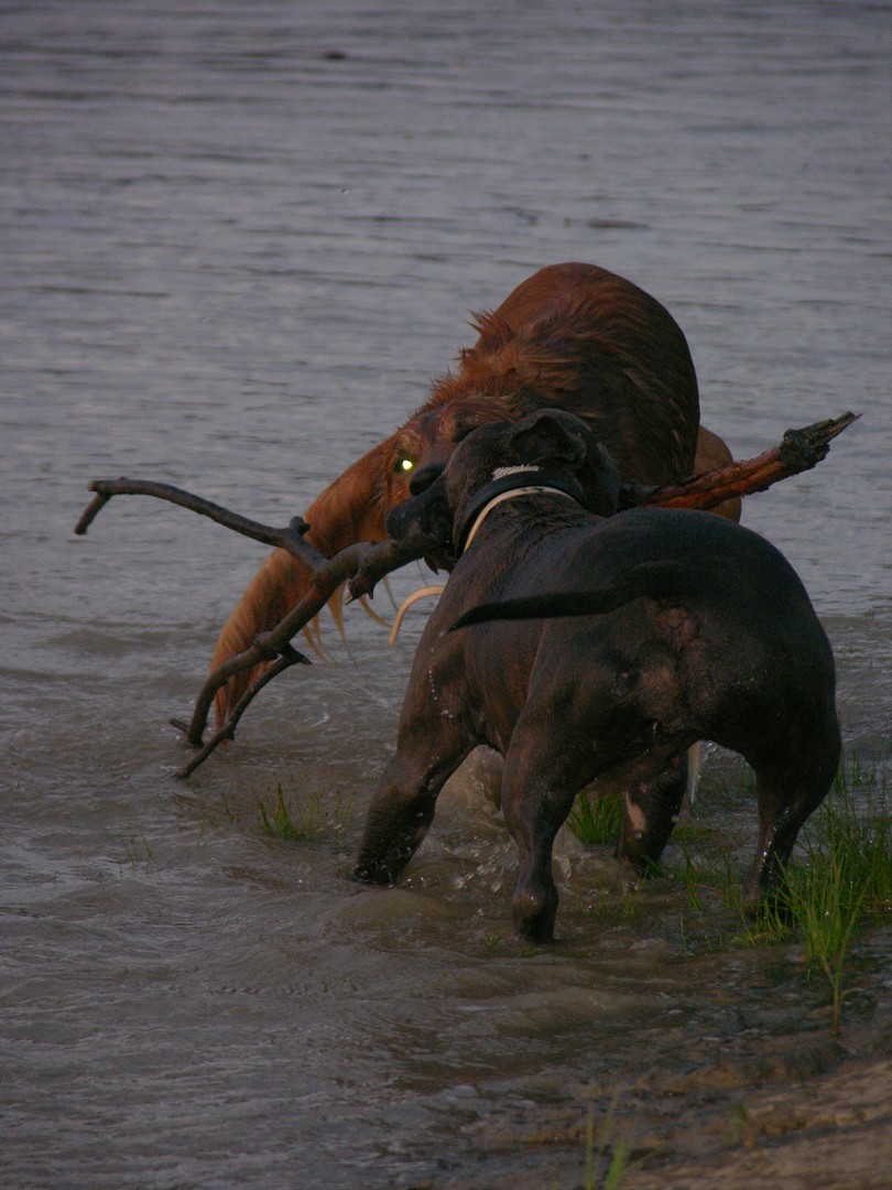 Jeux de chien