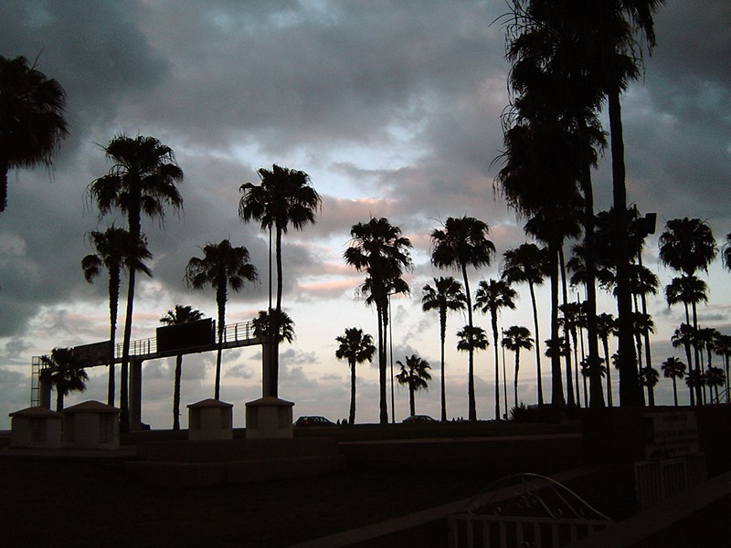 Palms