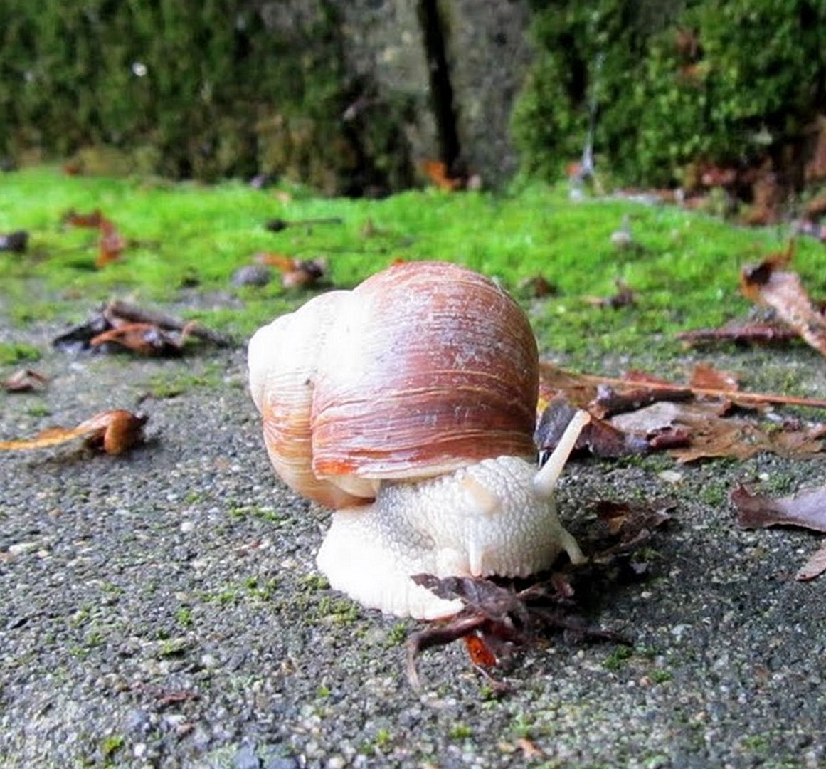 Auf Wanderschaft