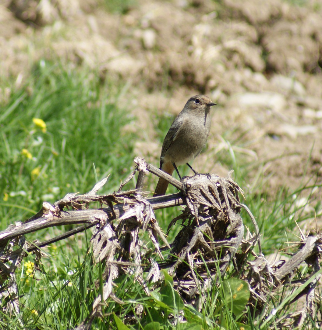 FAUVETTE EN MONTAGNE