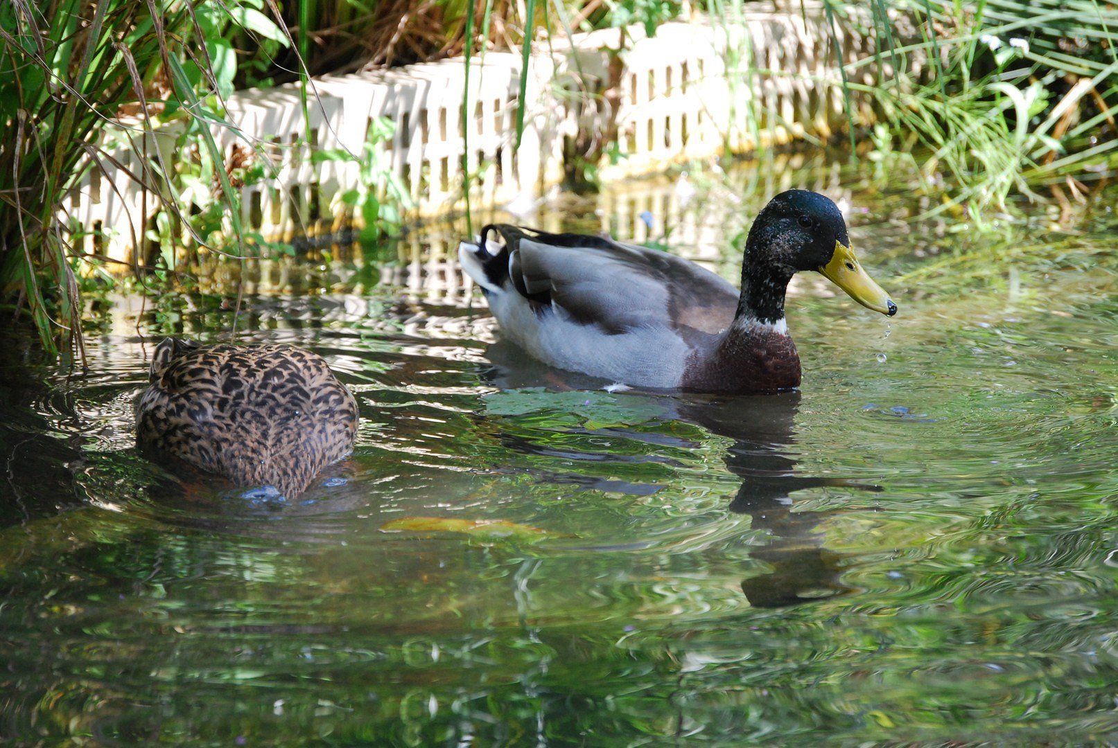 Canards.