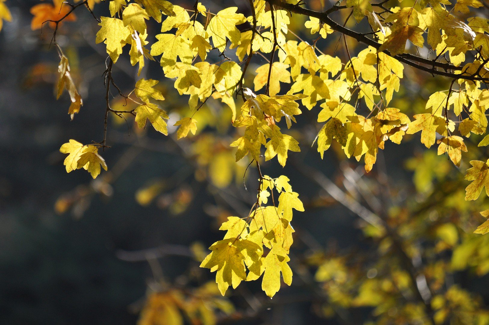 Letzte Herbstblätter