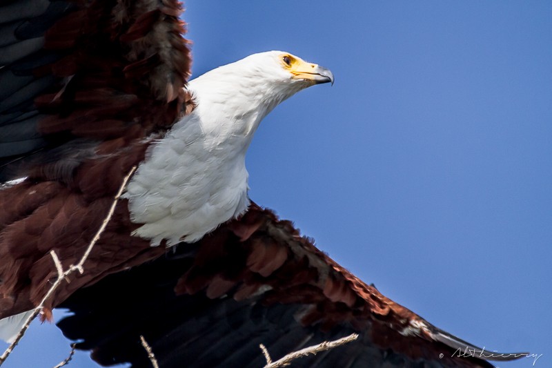 African Fisch eagle