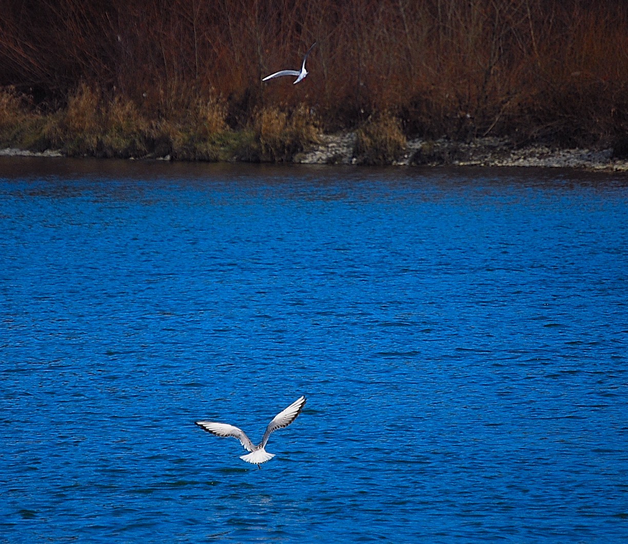 Mouette.