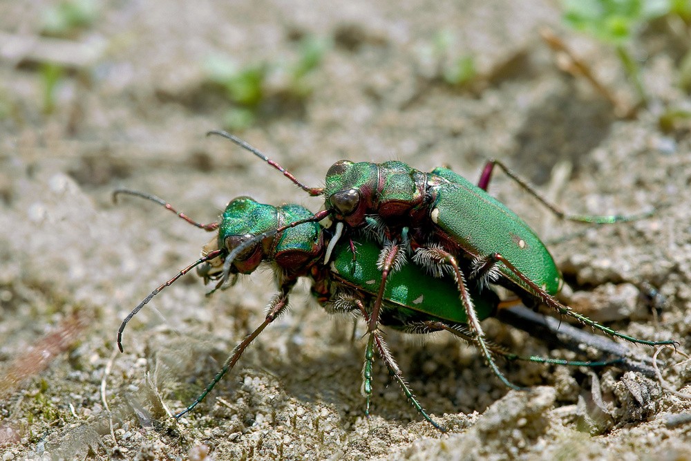 Feld-Sandlaufkäfer oder Feldsandläufer (Cicindela campestris)