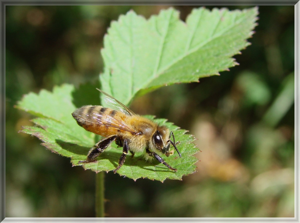 Bienchen