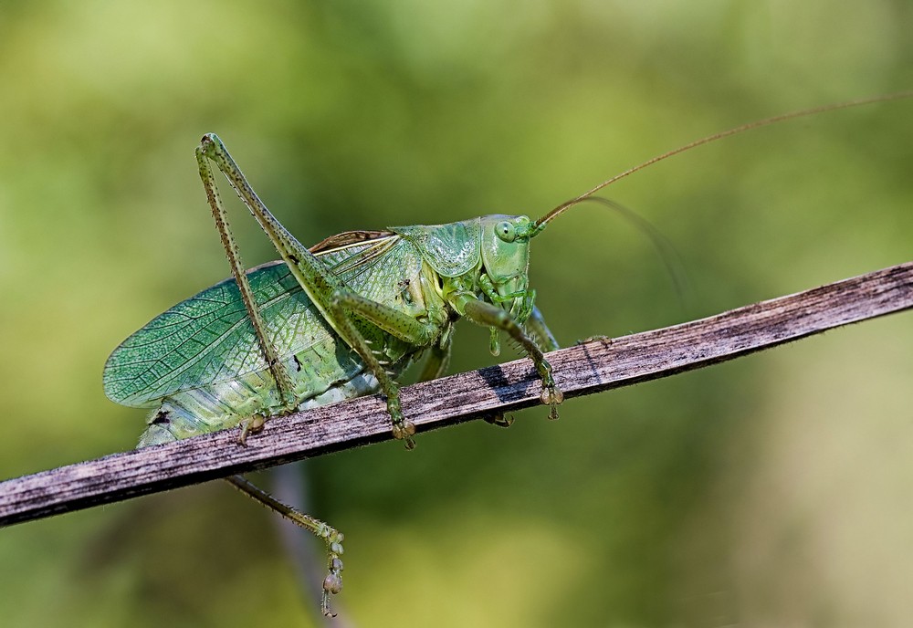 Zwitscherschrecke (Tettigonia cantans)