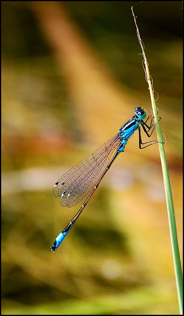 Ischnura elegans