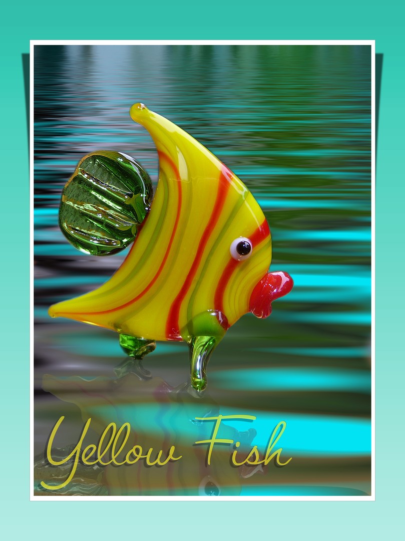 yellow fish