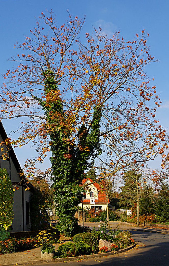 Herbstlich bunt im Doppelpack