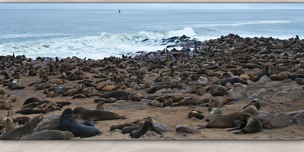 cape cross namibia.