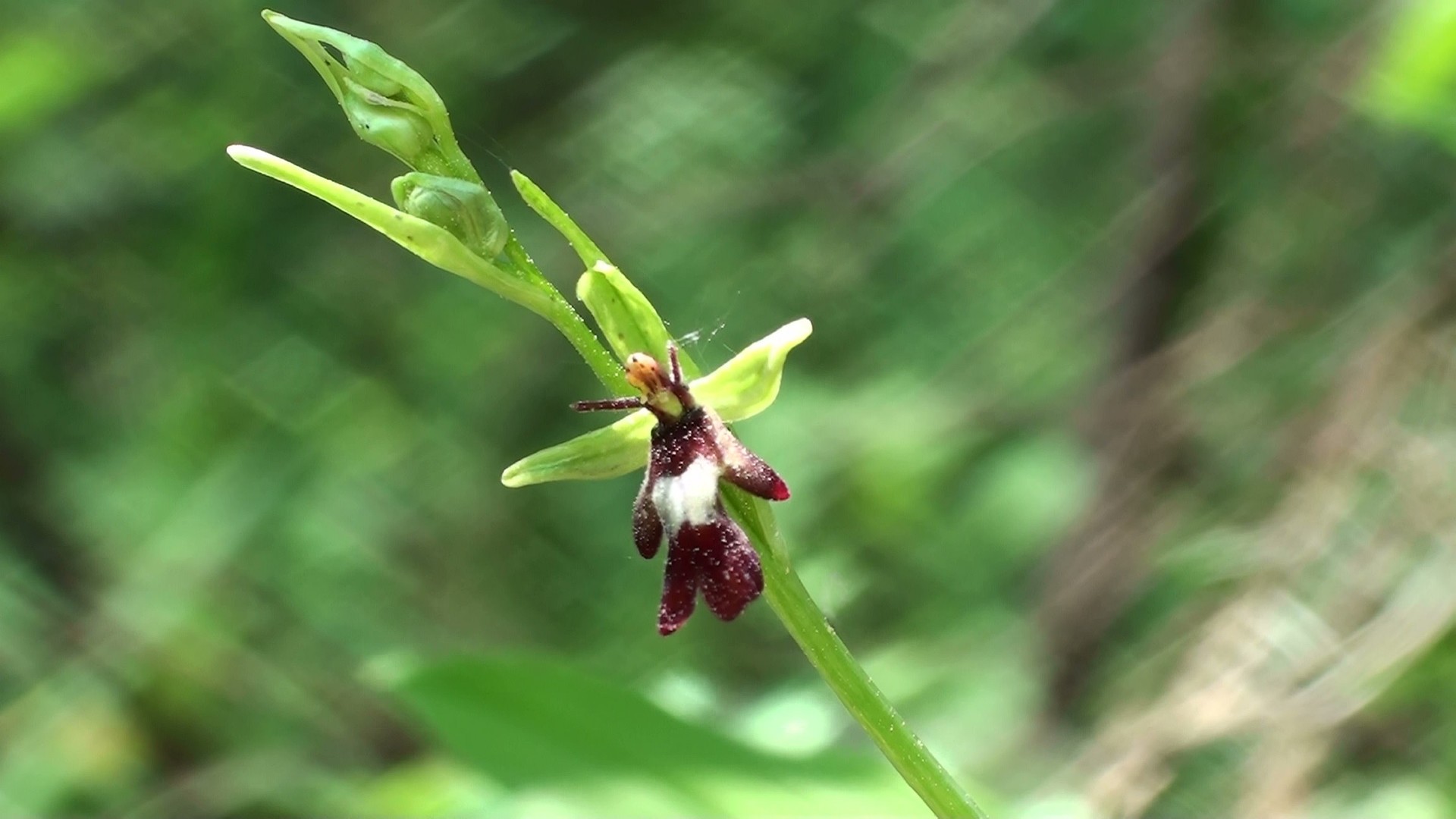 Einheimische Orchideen: Fliegen-Ragwurz