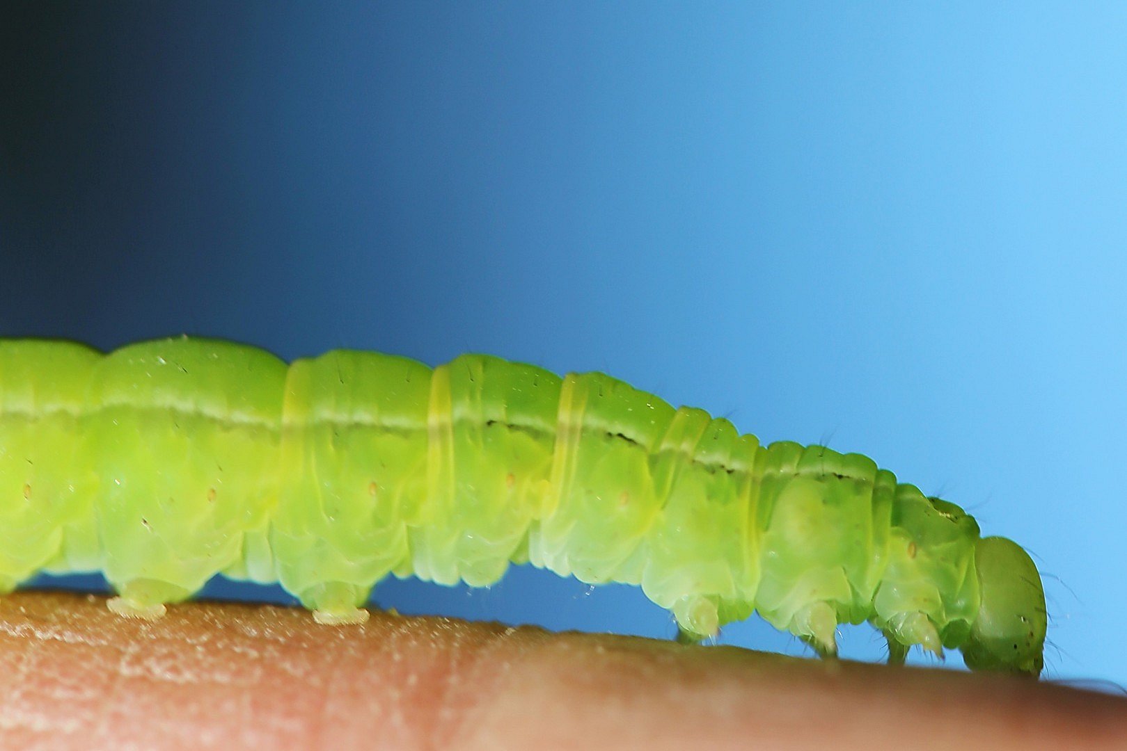 der weg zum Schmetterling