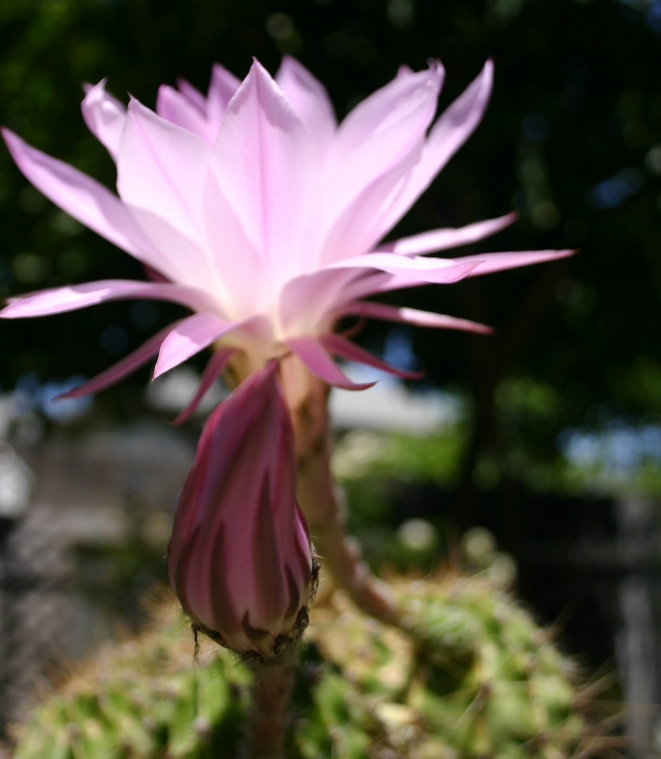 Cacti Bloom