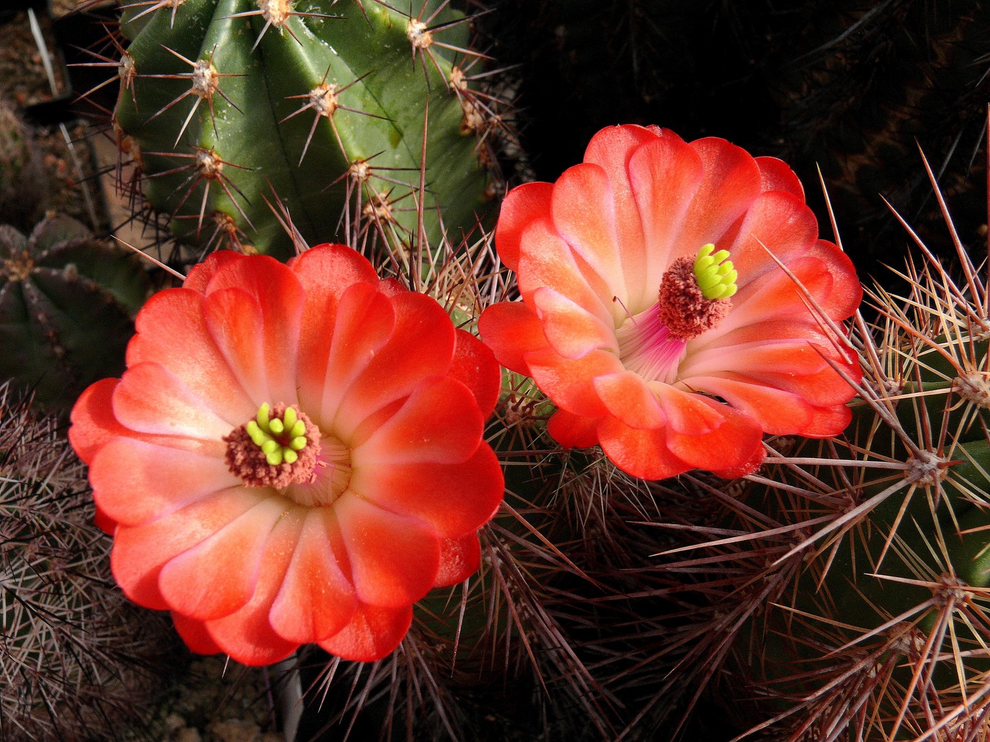 Kaktus Echinocereus triclochiatus