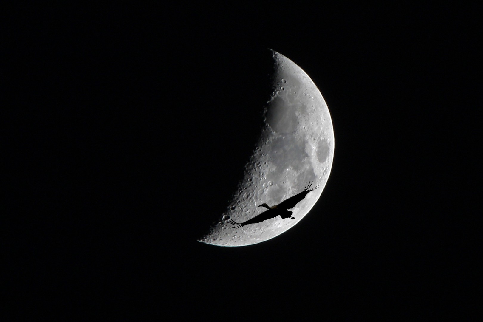 Mond mit Storch