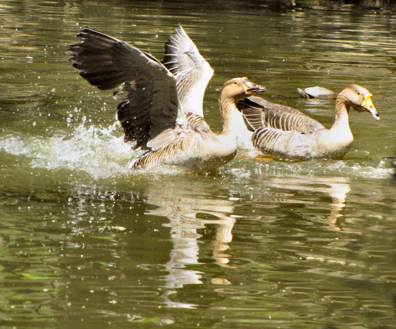 Chasing geese