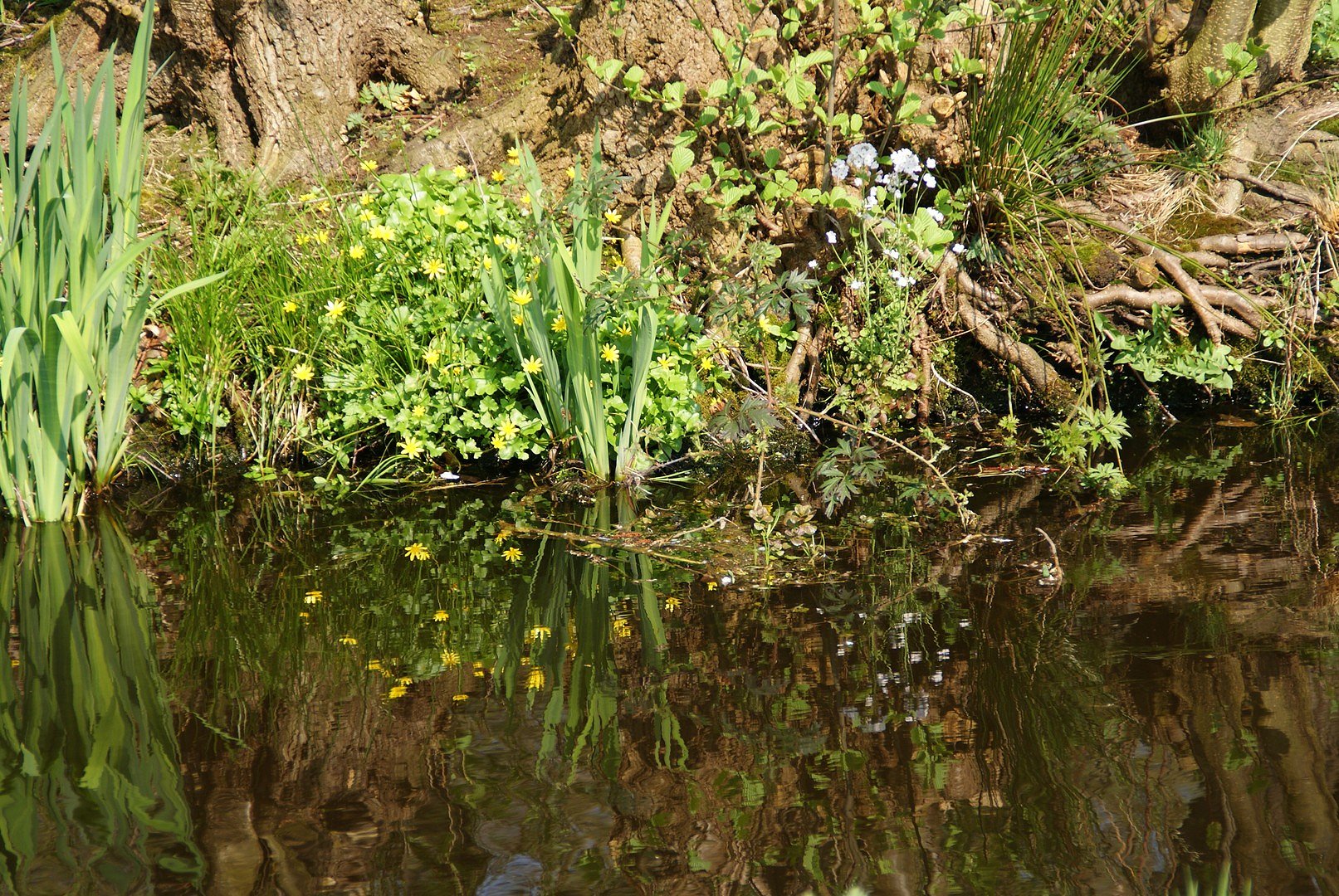 Langs het water