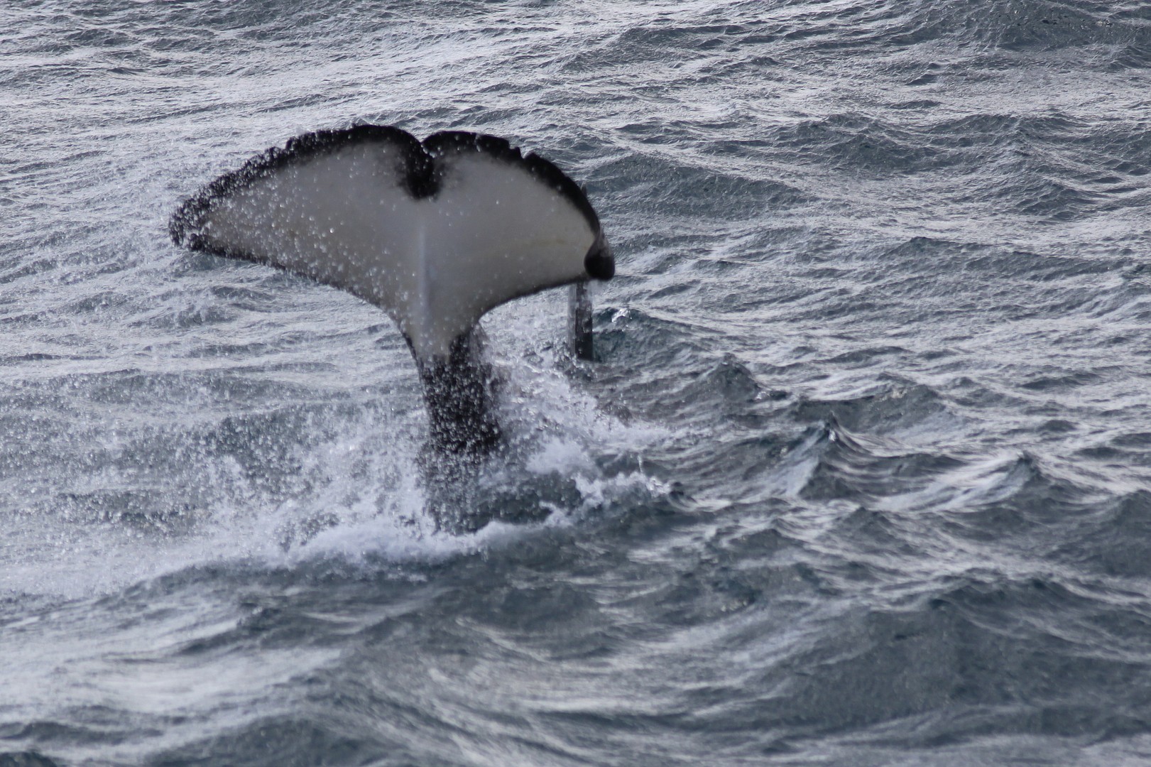 Whale Watching