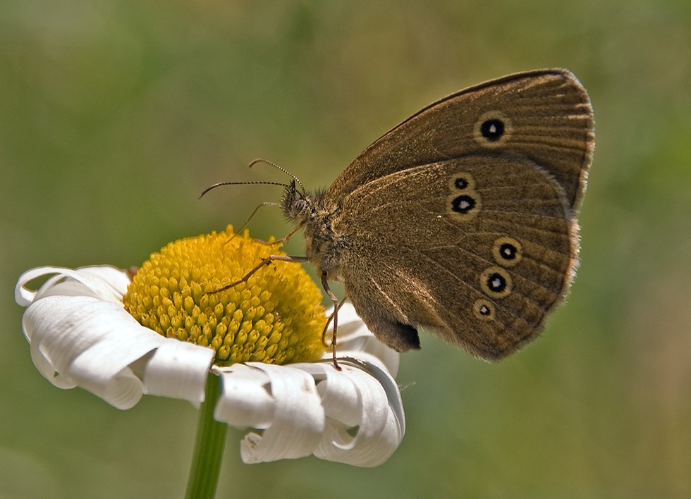 Brauner Waldvogel