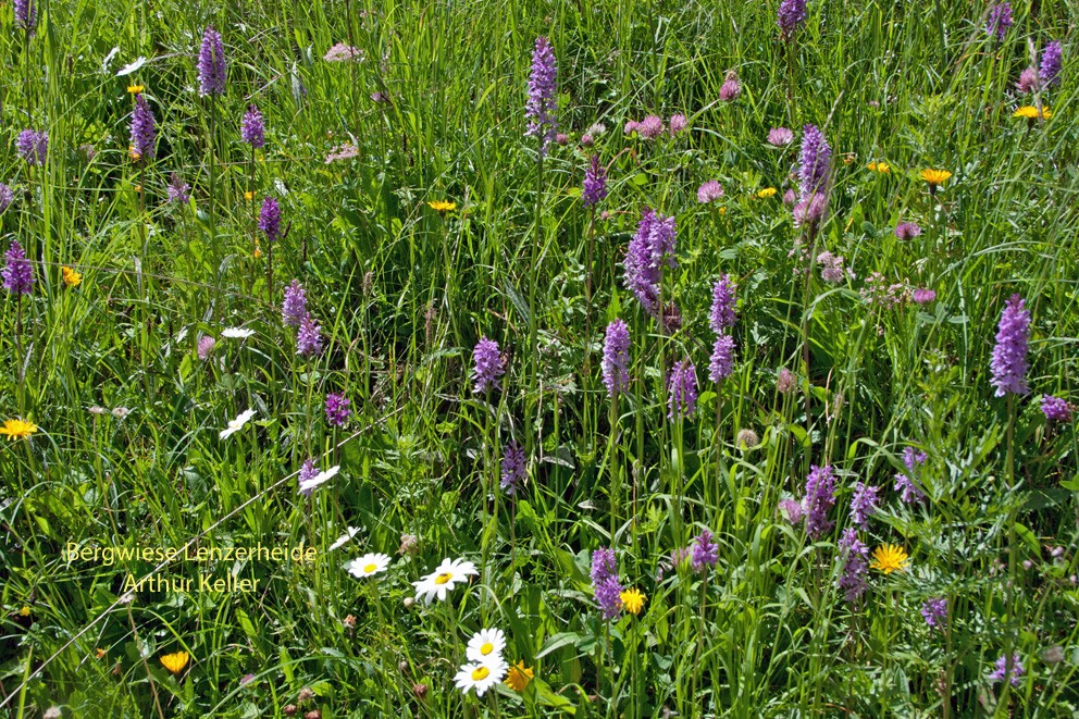 Wiesenbord mit Orchideen