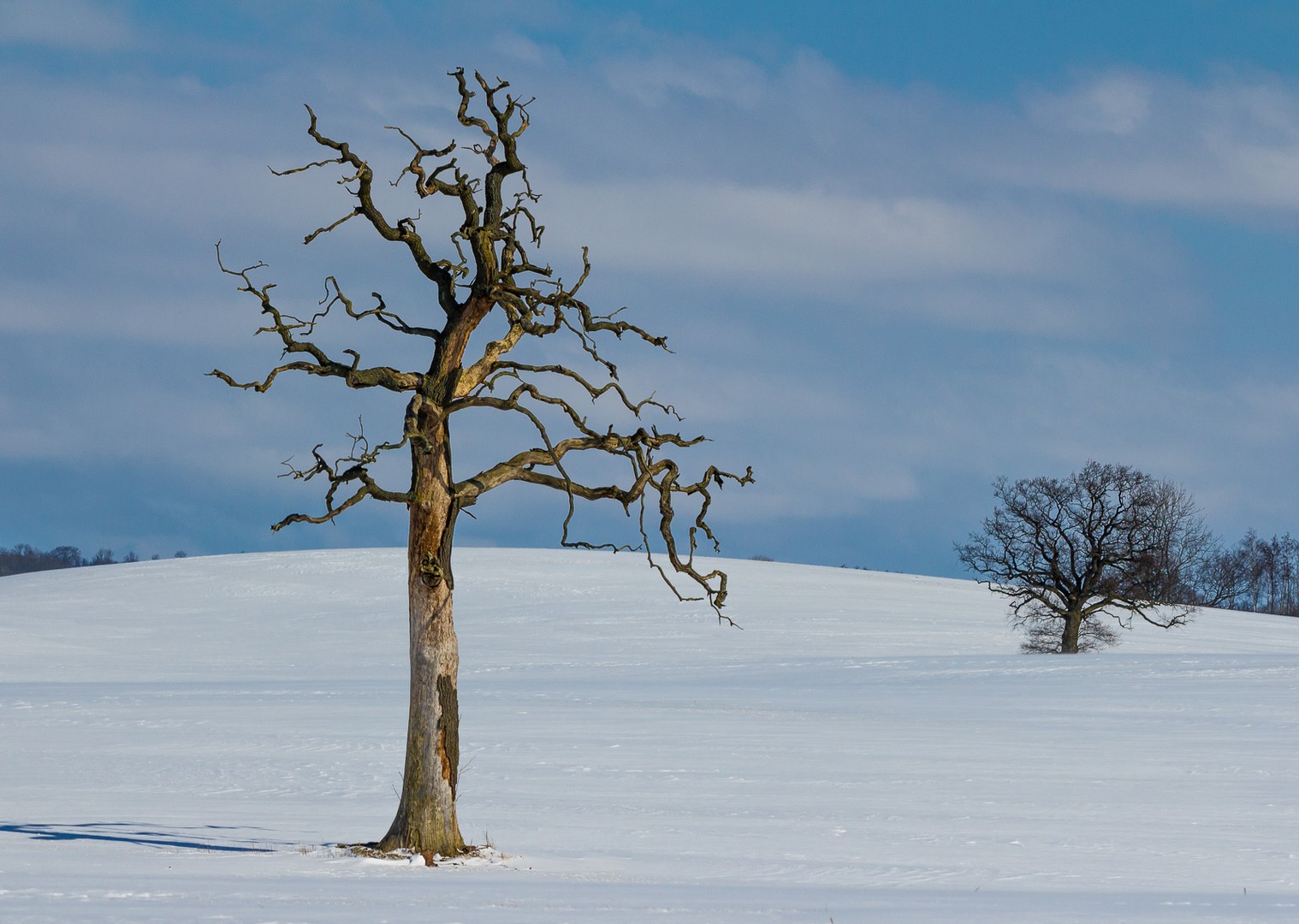 Toter Baum