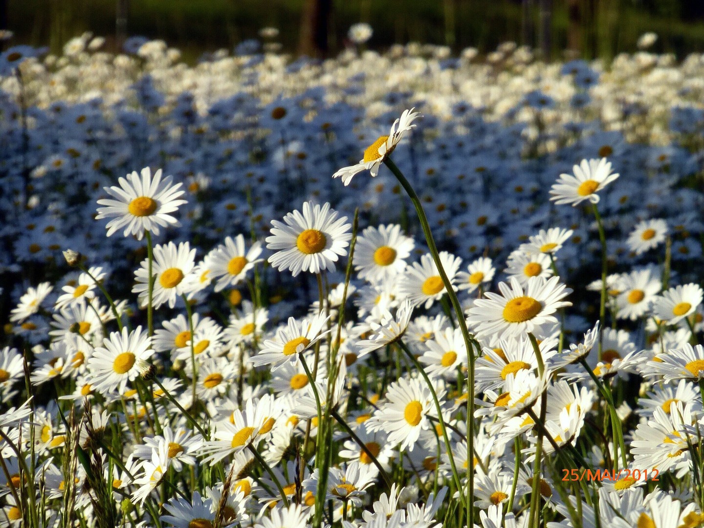 Margaritenblumenwiese