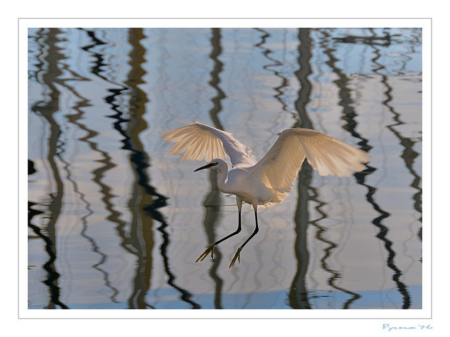 Aigrette