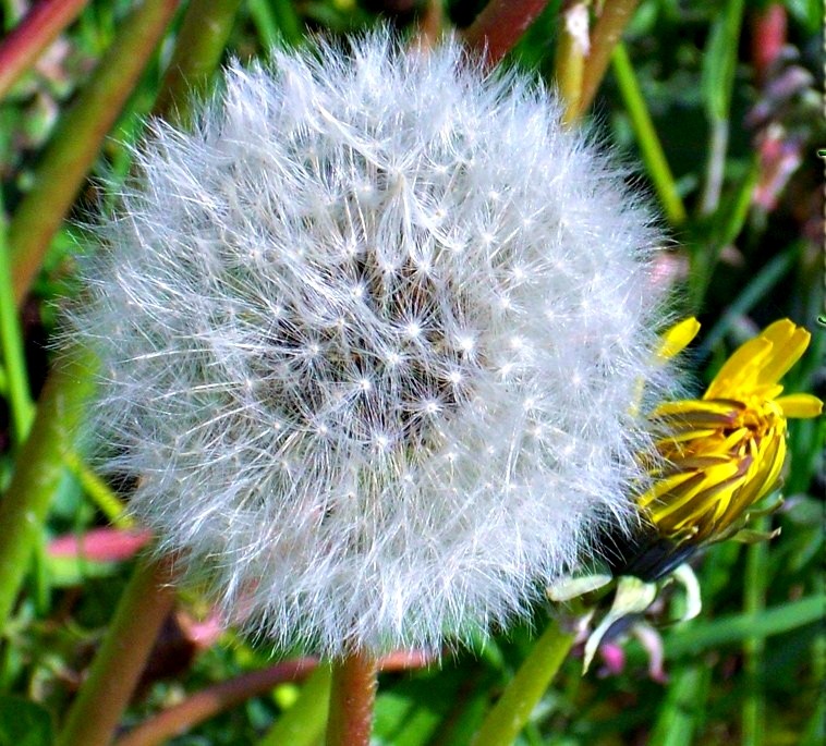 Pusteblume