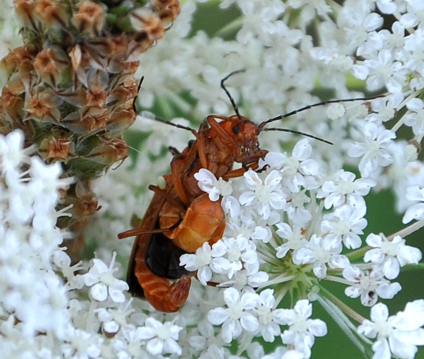 Insektenkampf