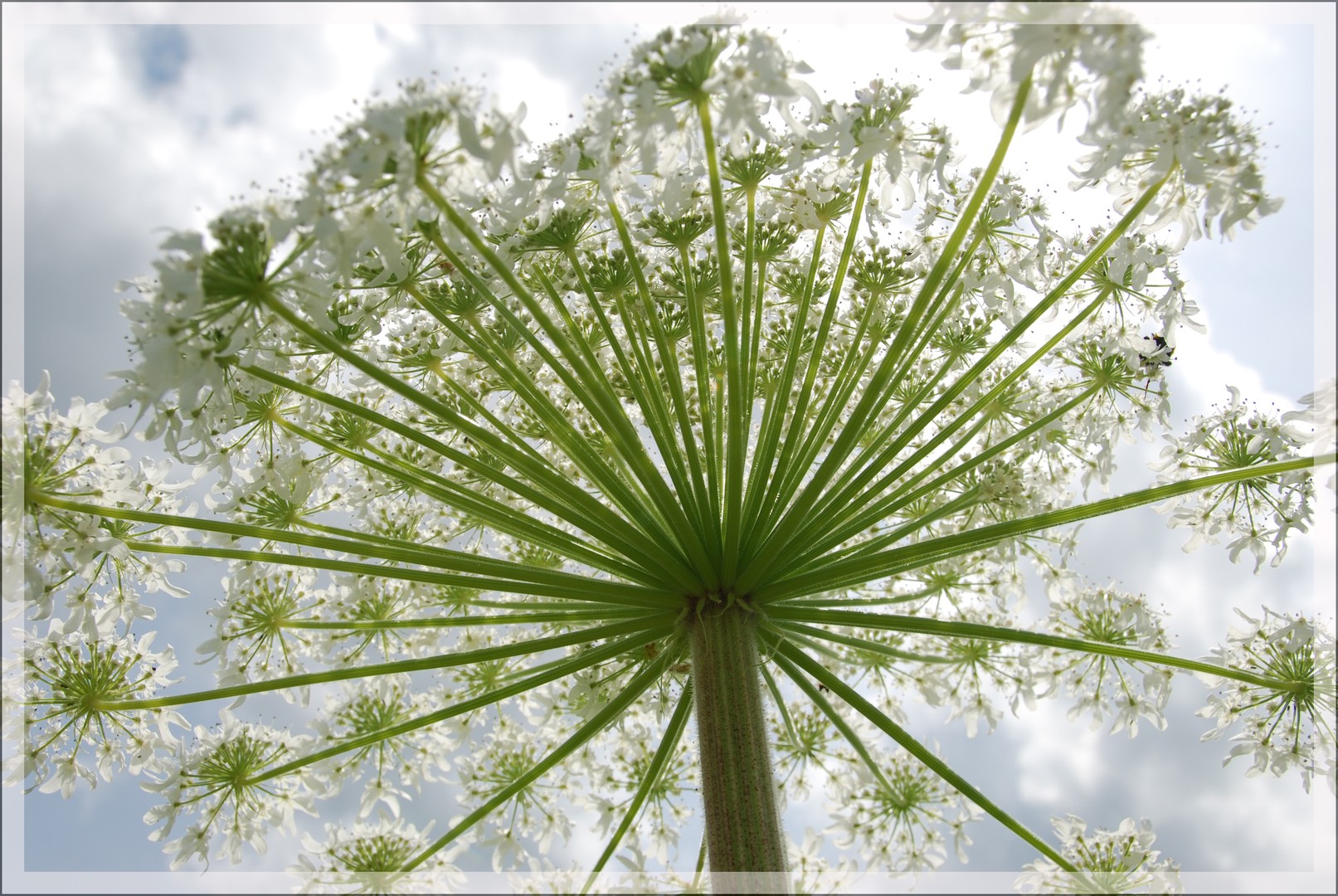 Heracleum sphondylium  (nature)