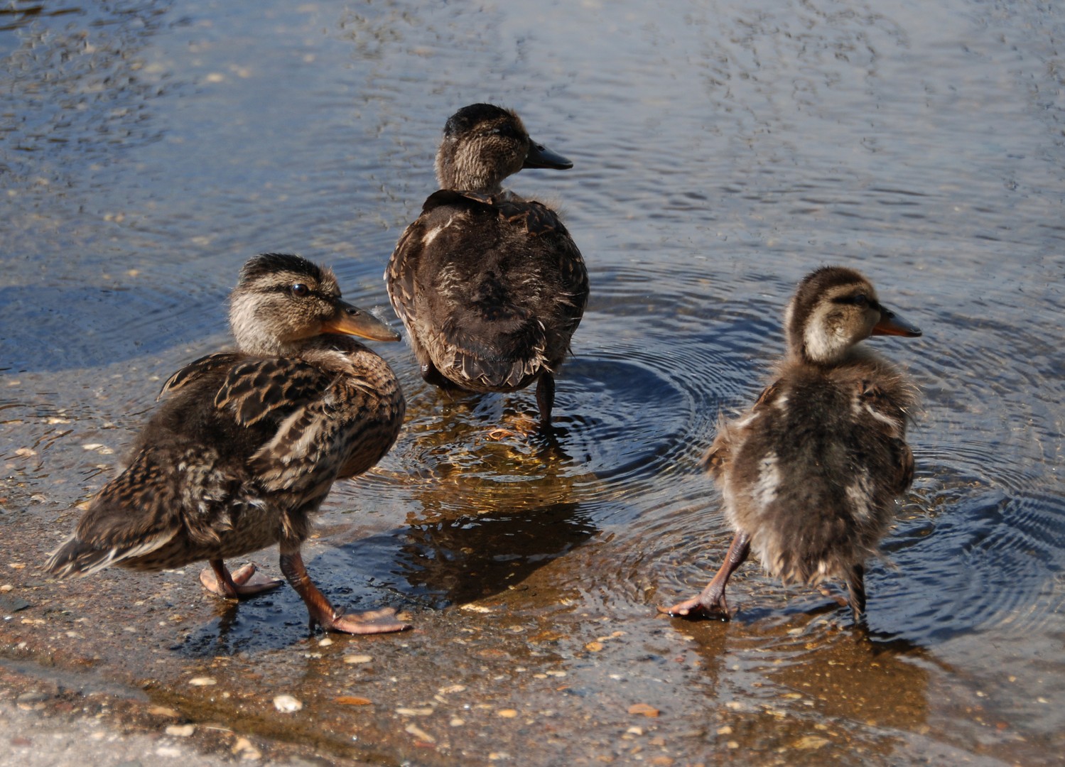 Duck's go swimming 