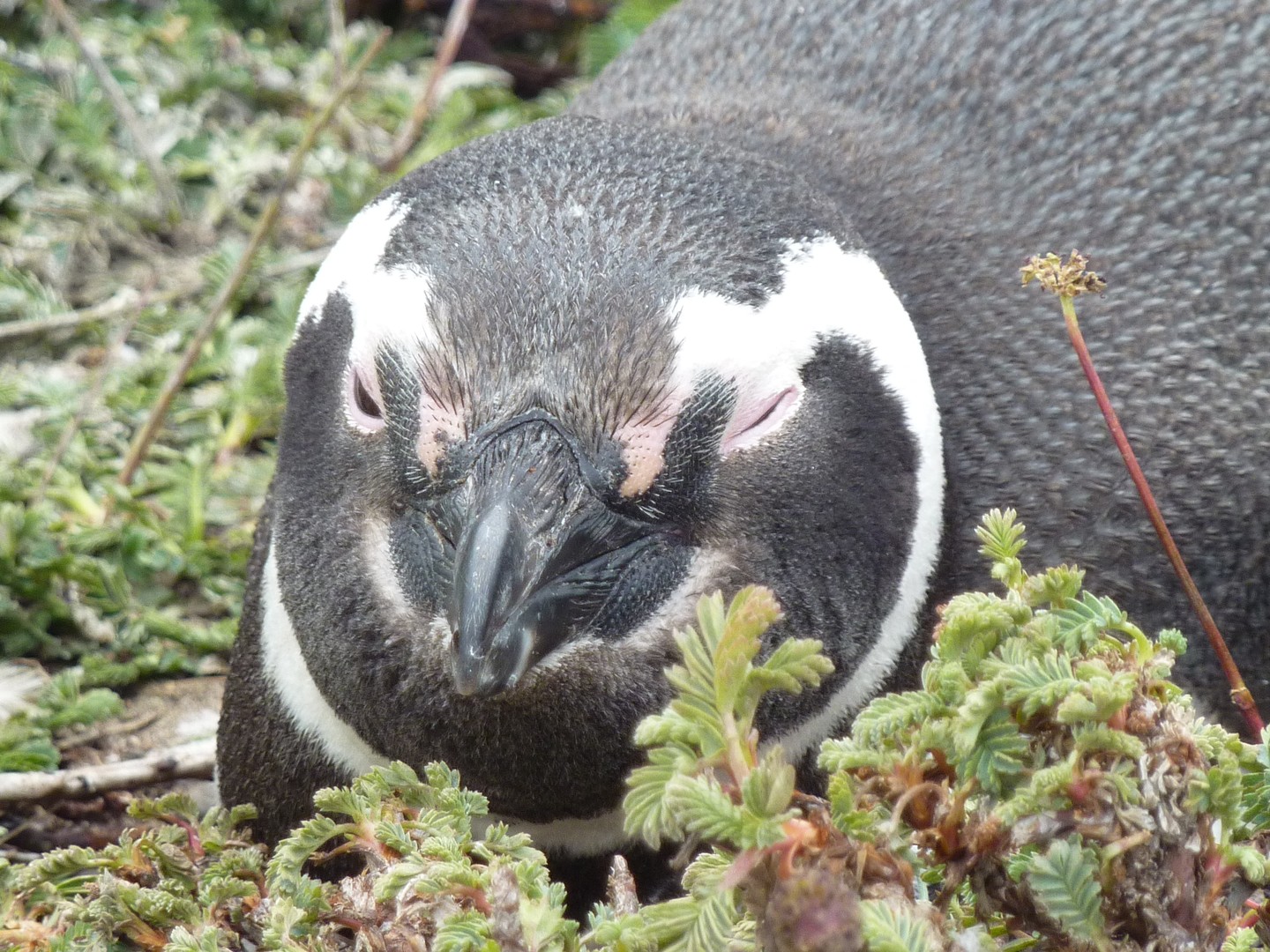 Magellan Pinguin