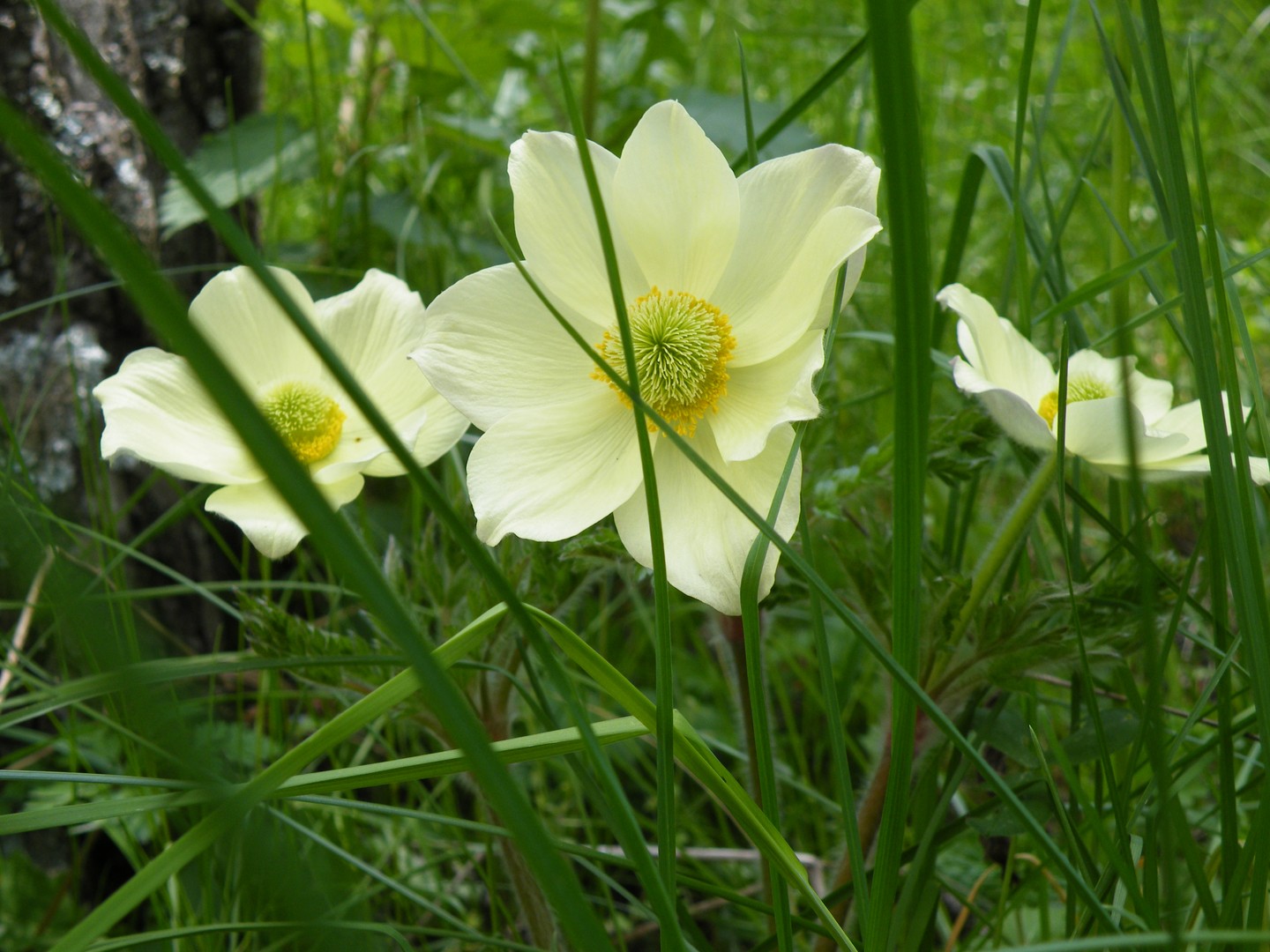 ANEMONES DE MONTAGNE