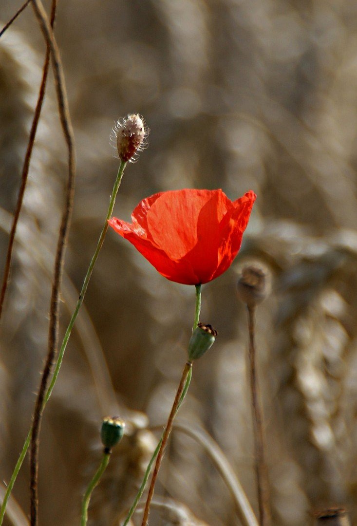 Mohn