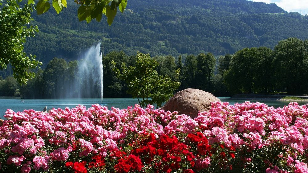 Blumen am Walensee