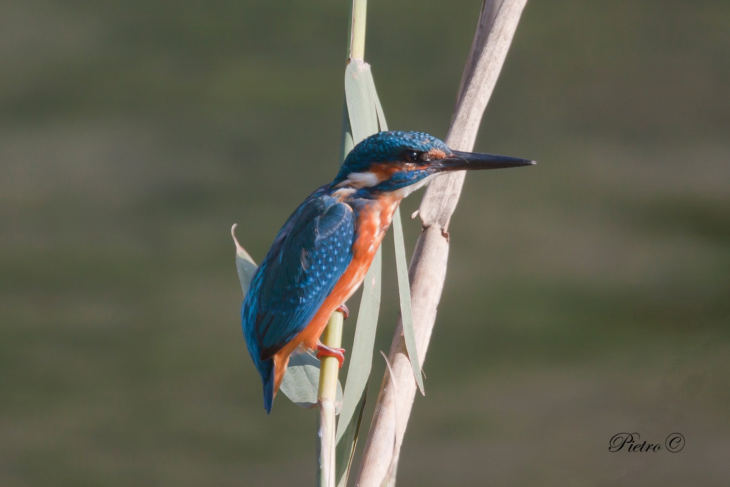 Martin pescatore (Alcedo atthis)