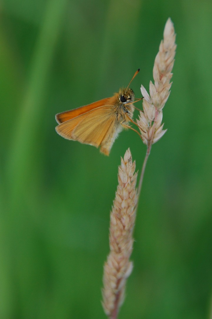 Ochlodes Venata