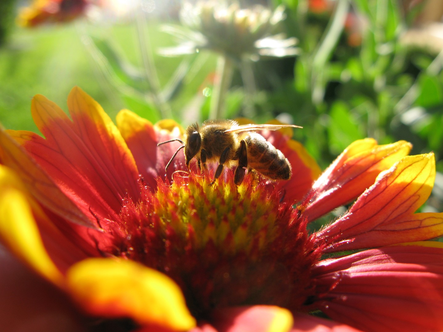 abeille sur une fleur