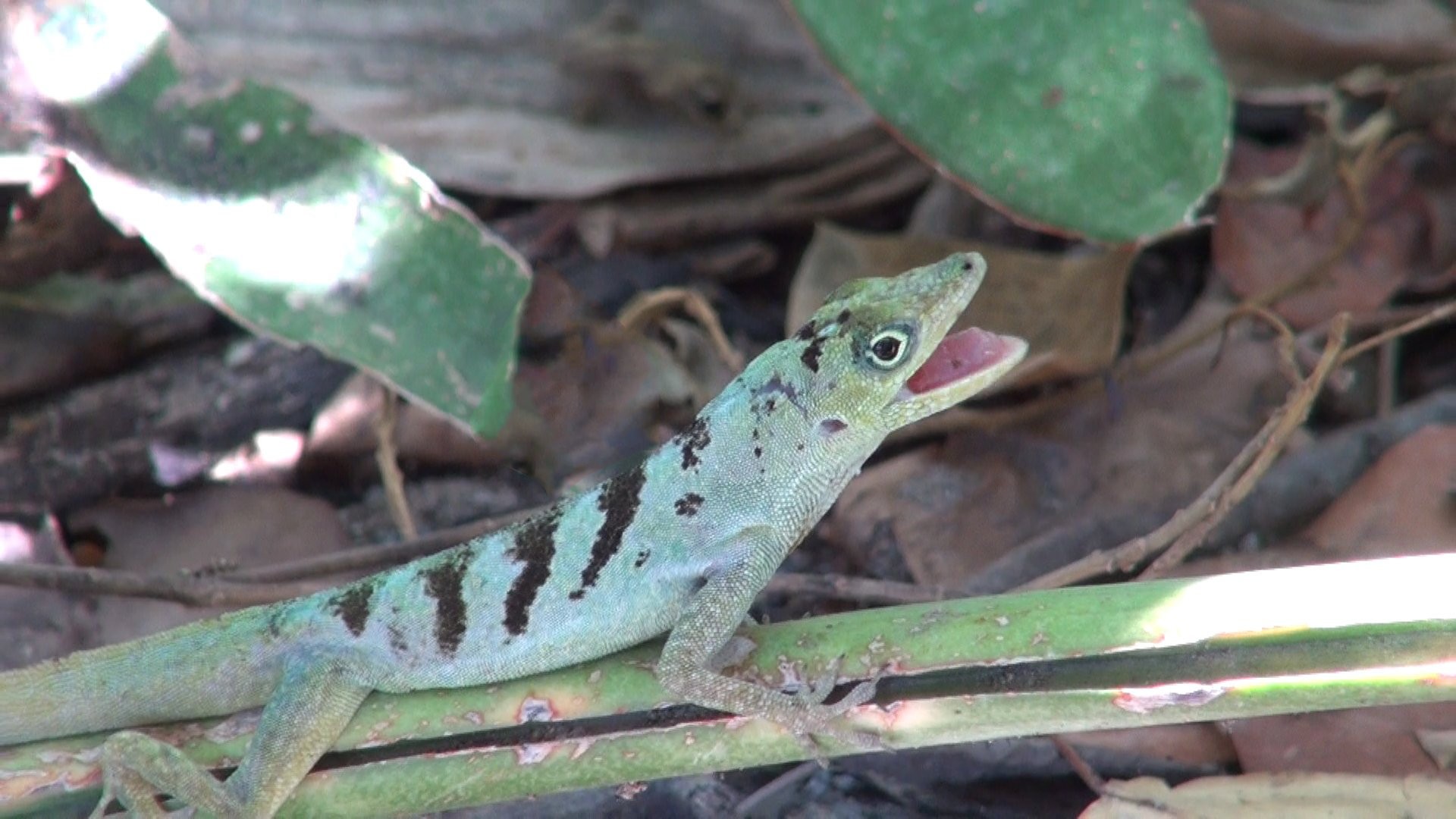 Lézard Anoli (2)