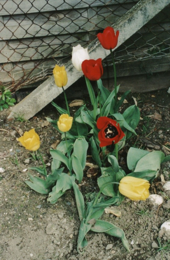 tulipes