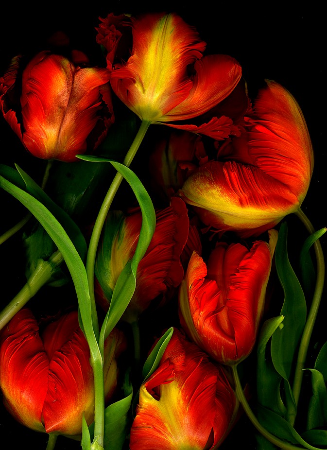 tulips