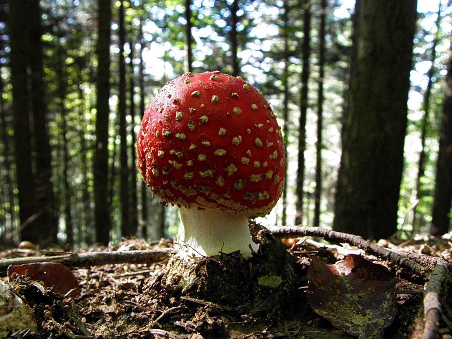 Für diesen Fliegenpilz ...