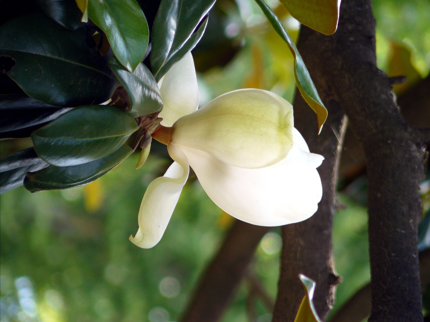 Magnolienblüte