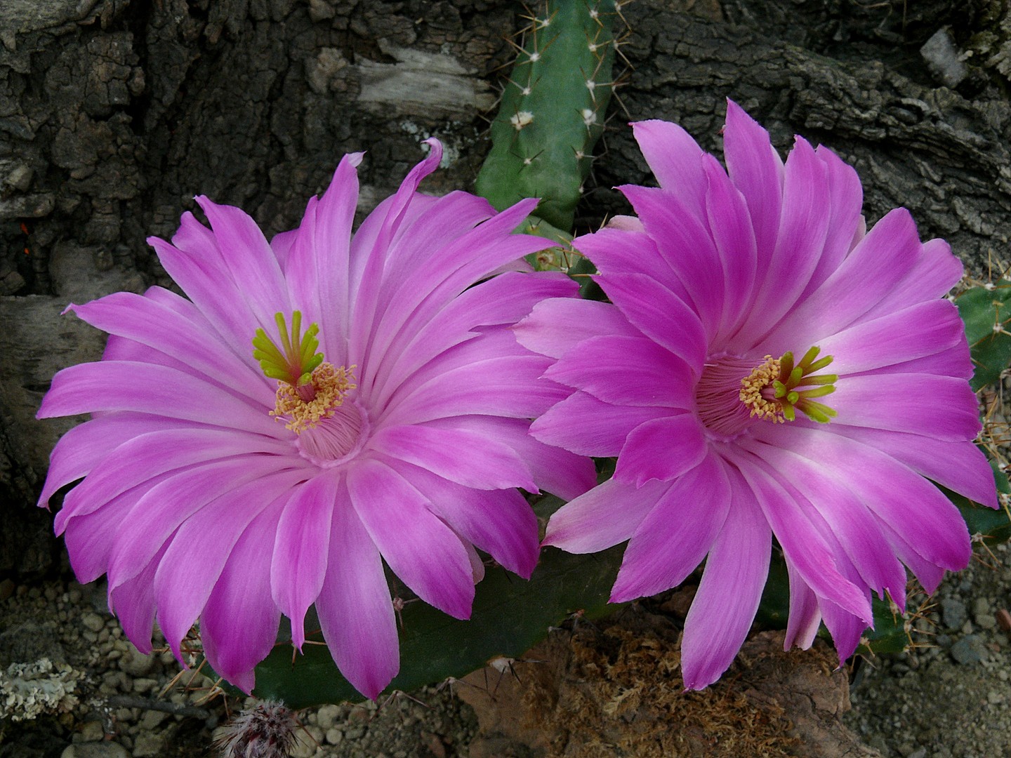 Kaktus, Echinoceres penthalophus var,