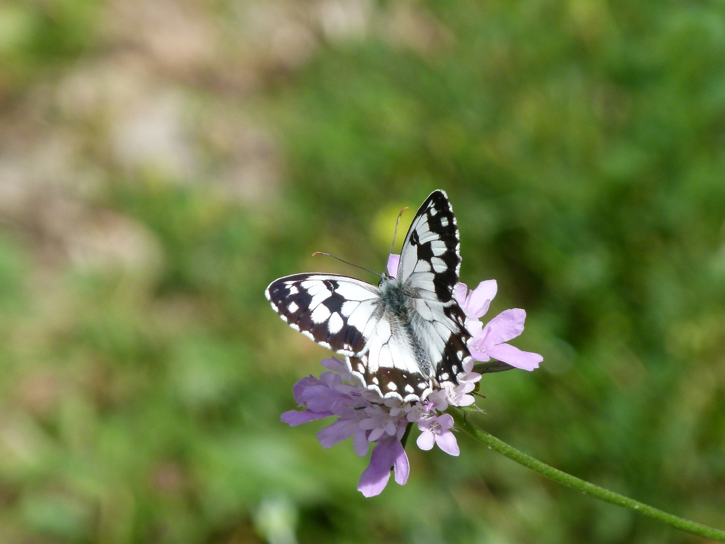 Mariposa