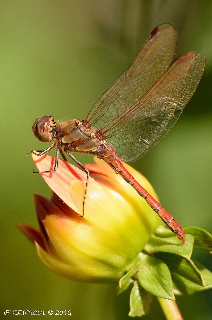 Sympetrum au repos