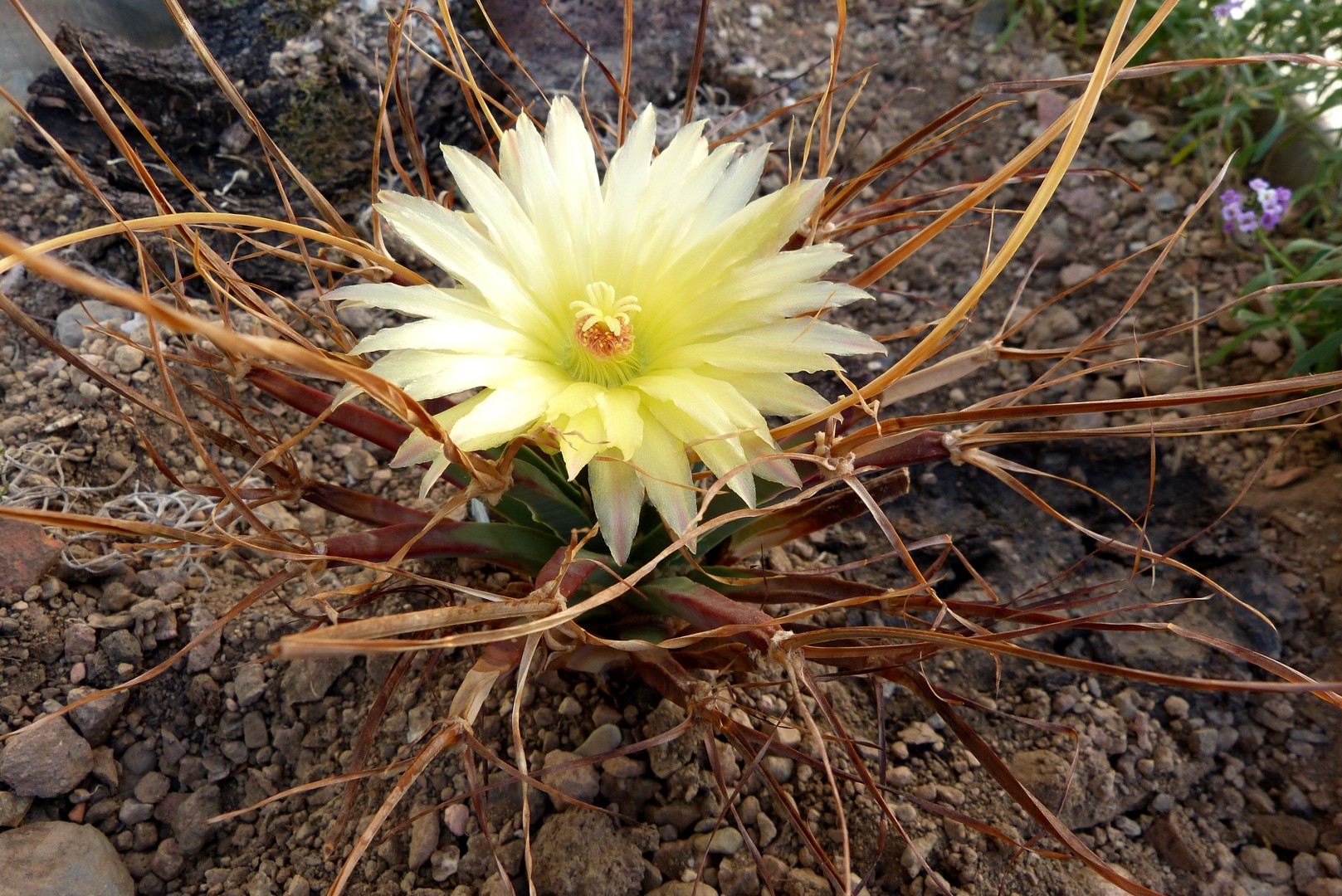 Kaktus  Leuchenbergia von Heute