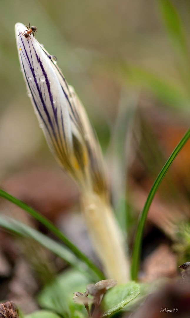 Crocus