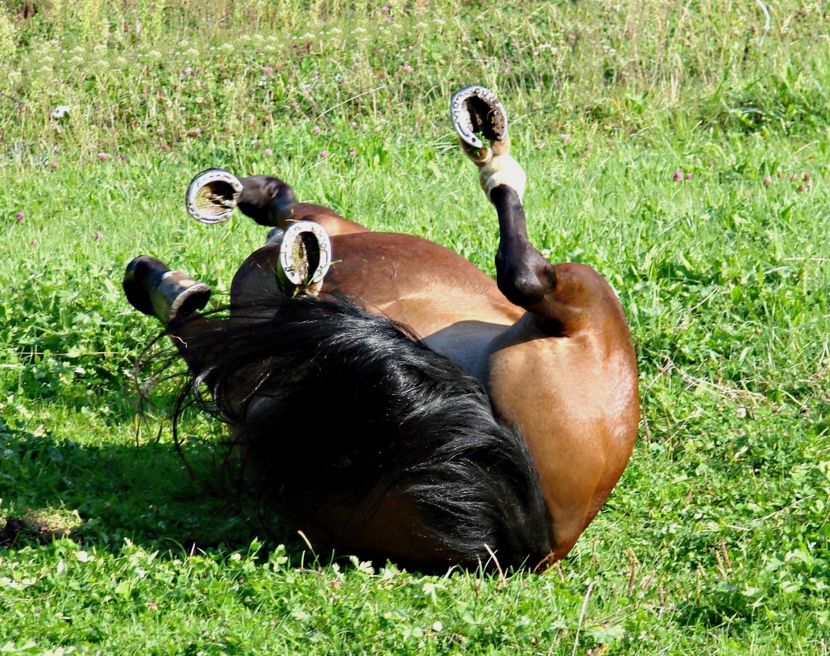 Happy Horses